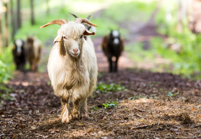 Chianti Cashmere Goat Farm